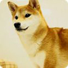スマホで柴犬が飼えるアプリ 「ポケット哺乳類~柴犬~」が話題に スマホで柴犬が飼えるアプリ 「ポケット哺乳類~柴犬~」が話題に